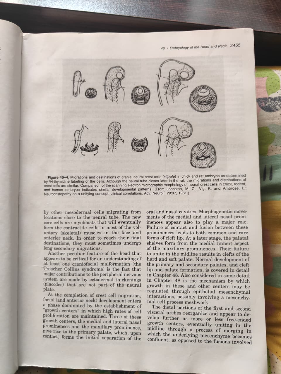 Figure 46-4 - Neural Crest Cell Migration